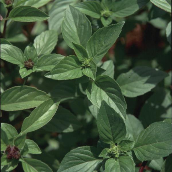 BASIL