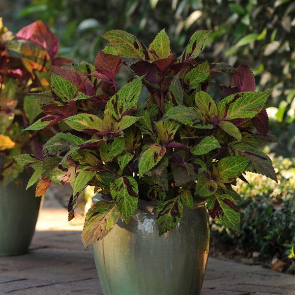 COLEUS