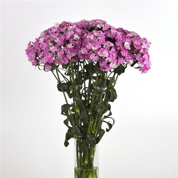 DIANTHUS: AMAZON- LAVENDER MAGIC
