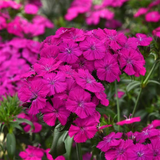 DIANTHUS: AMAZON - NEON PURPLE