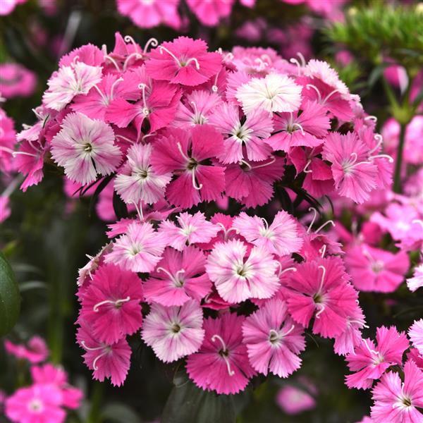 DIANTHUS: AMAZON - ROSE MAGIC