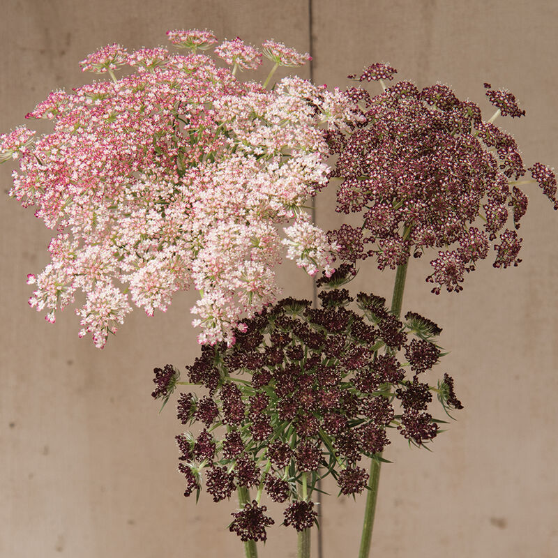 DAUCUS - DARA