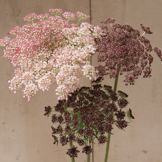 DAUCUS - DARA