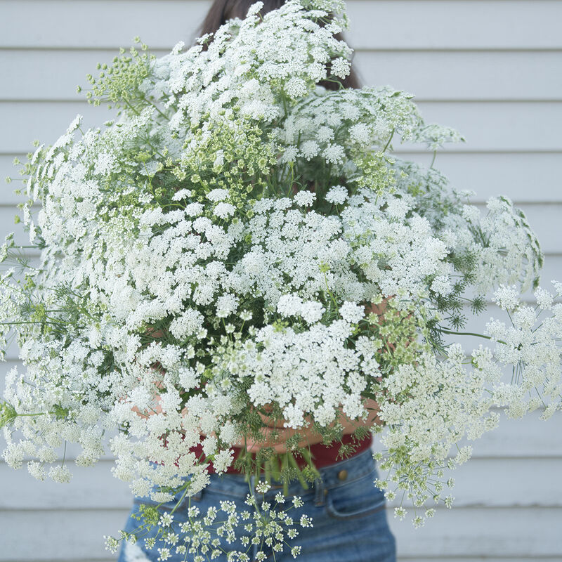 AMMI - WHITE DILL