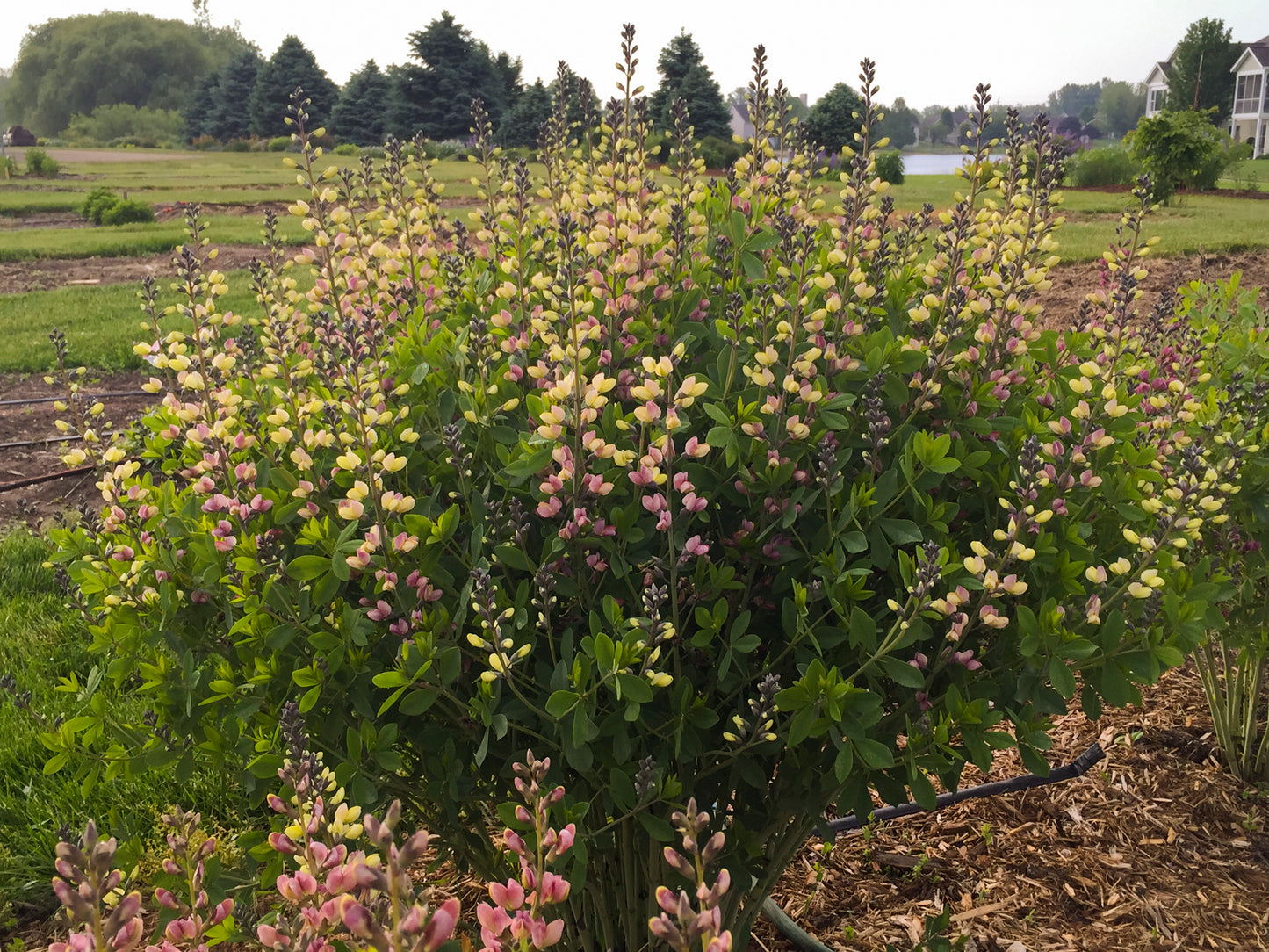 BAPTISIA BAREROOT - DECADENCE PINK LEMONADE