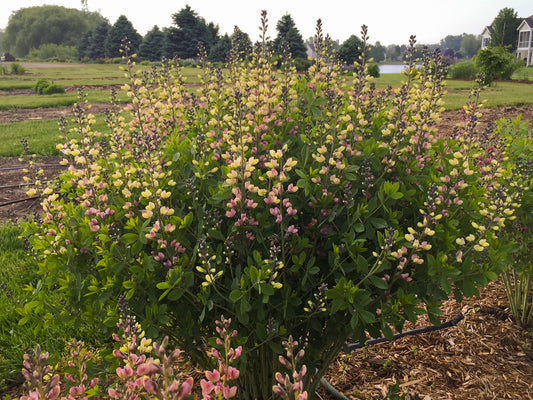 BAPTISIA BAREROOT - DECADENCE PINK LEMONADE