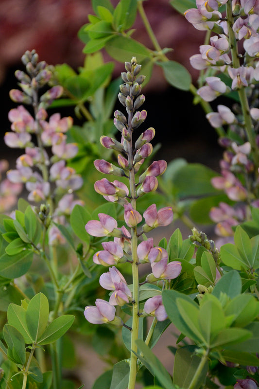 BAPTISIA BAREROOT - DECADANCE PINK TRUFFLES