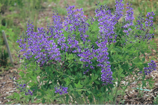 BAPTISIA BAREROOT - DECADENCE BLUEBERRY SUNDAY