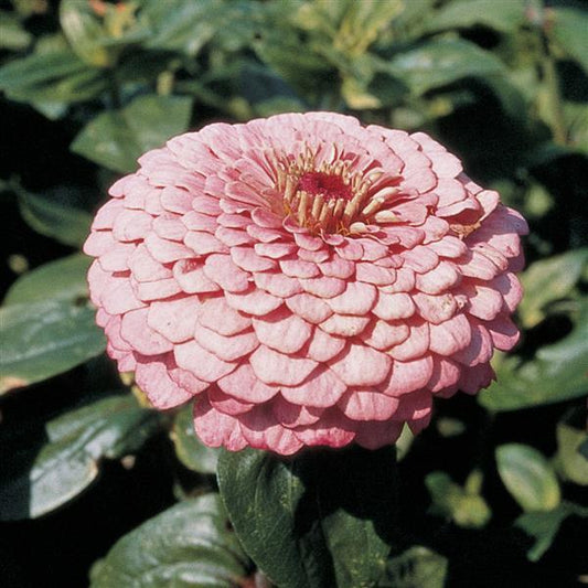 ZINNIA - BENARY BRIGHT PINK