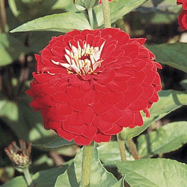 ZINNIA - BENARY DEEP RED