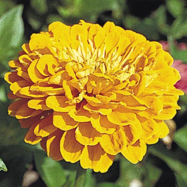 ZINNIA - BENARY GOLDEN YELLOW