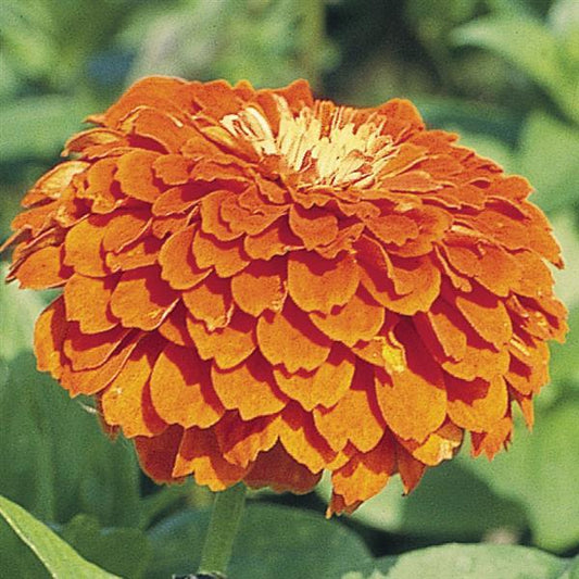 ZINNIA - BENARY ORANGE