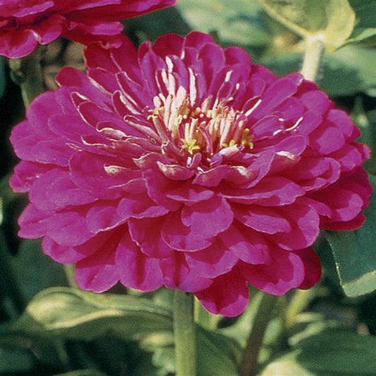 ZINNIA - BENARY PURPLE