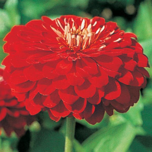 ZINNIA - BENARY SCARLET