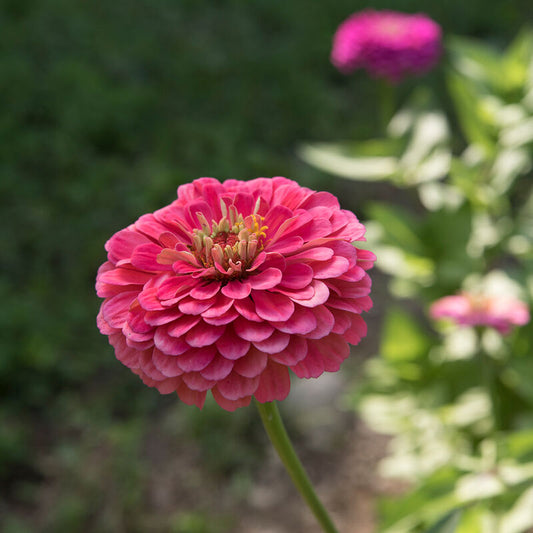 ZINNIA - BENARY CARMINE