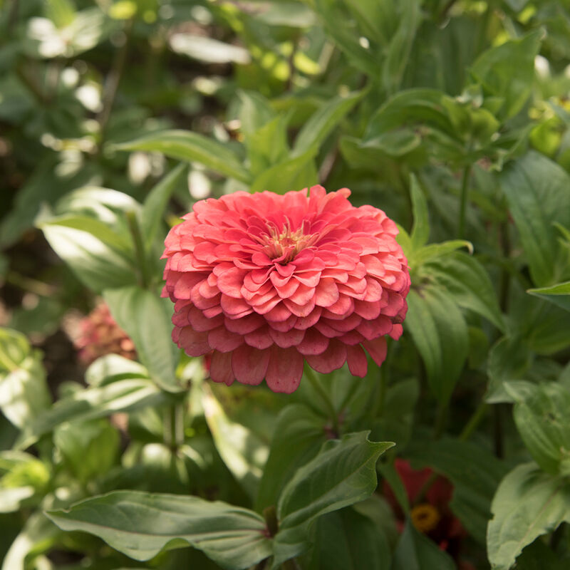 ZINNIA: BENARY - CORAL