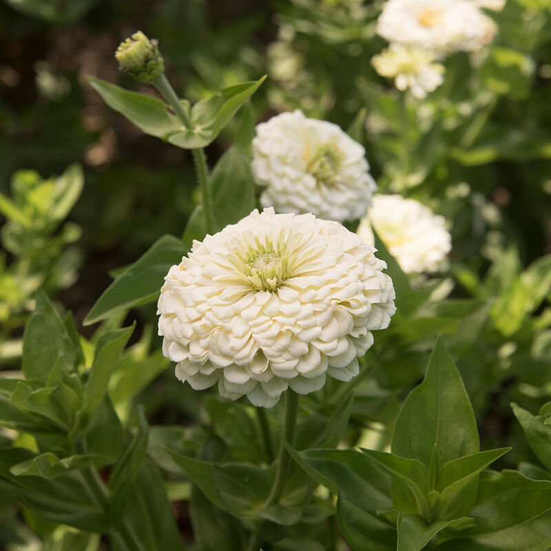 ZINNIA - BENARY WHITE