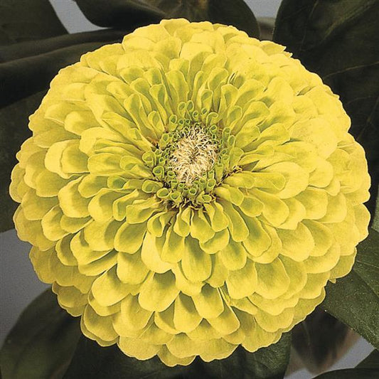 ZINNIA - BENARY LIME