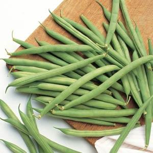 BLUE LAKE BUSH BEAN