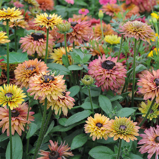 CARAMEL MIX RUDBECKIA