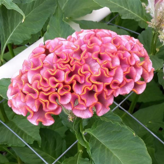 CELOSIA - ACT PINK