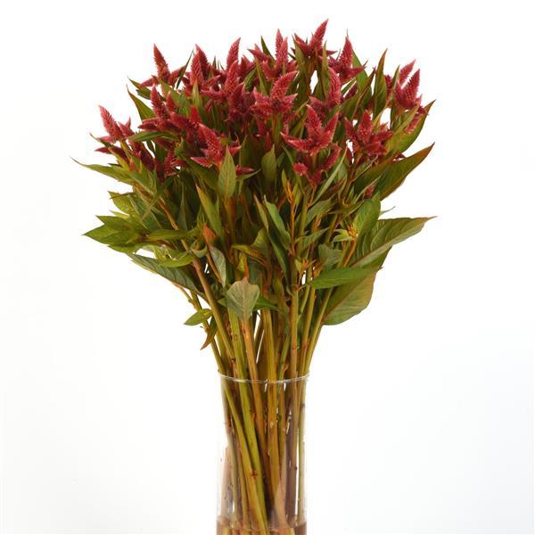 CELOSIA - CELWAY ORANGE