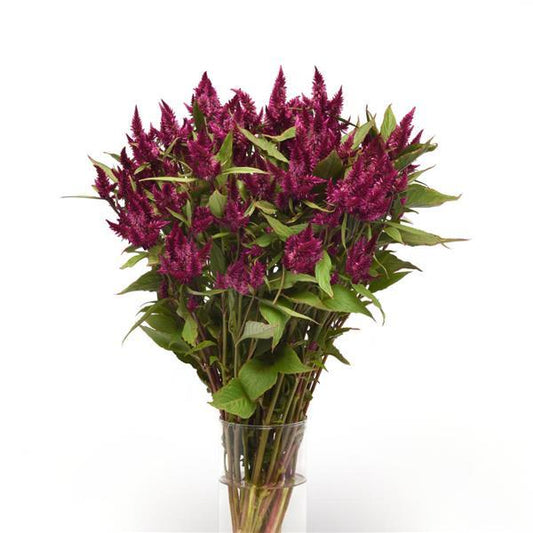 CELOSIA - CELWAY PURPLE