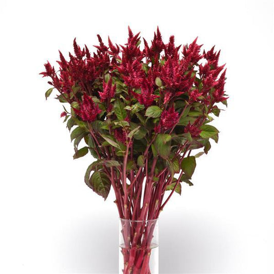 CELOSIA - CELWAY RED