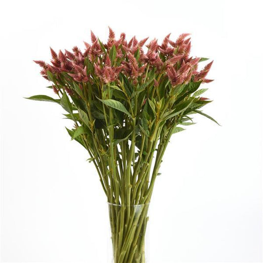 CELOSIA - CELWAY SALMON