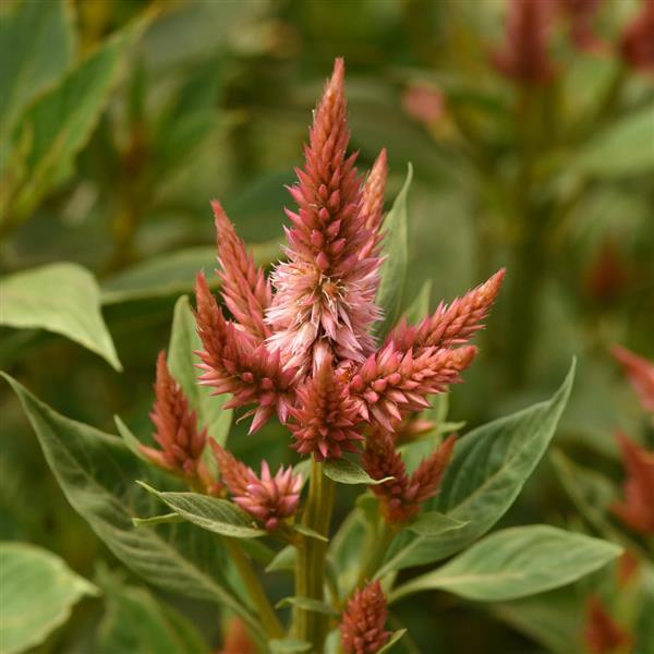 CELOSIA - CELWAY TERRACOTTA