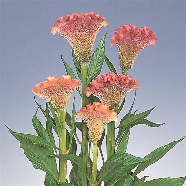 CELOSIA - DEHLIA PEARL