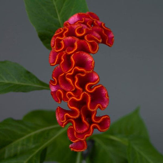 CELOSIA - NEO