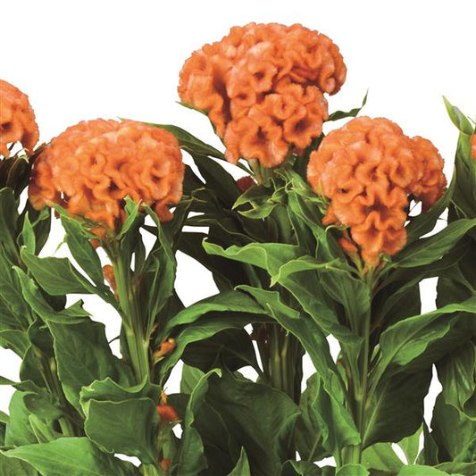 CELOSIA - ORANGE QUEEN IMPROVED