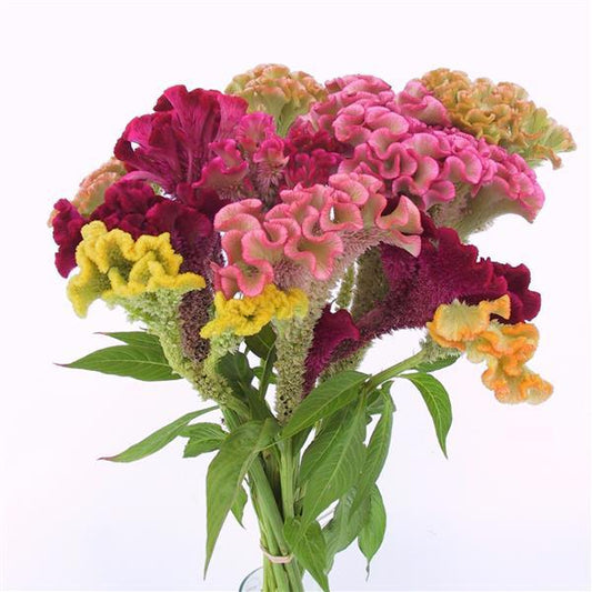 CELOSIA - SUPERCREST