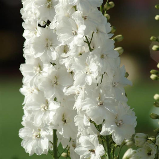 DELPHINIUM - GUARDIAN WHITE