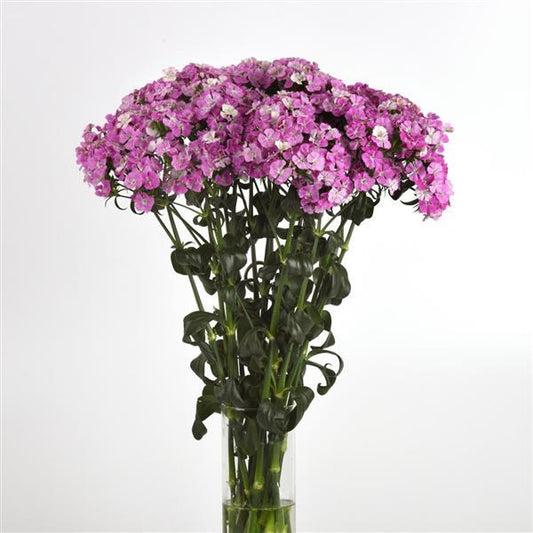 DIANTHUS: AMAZON- LAVENDER MAGIC