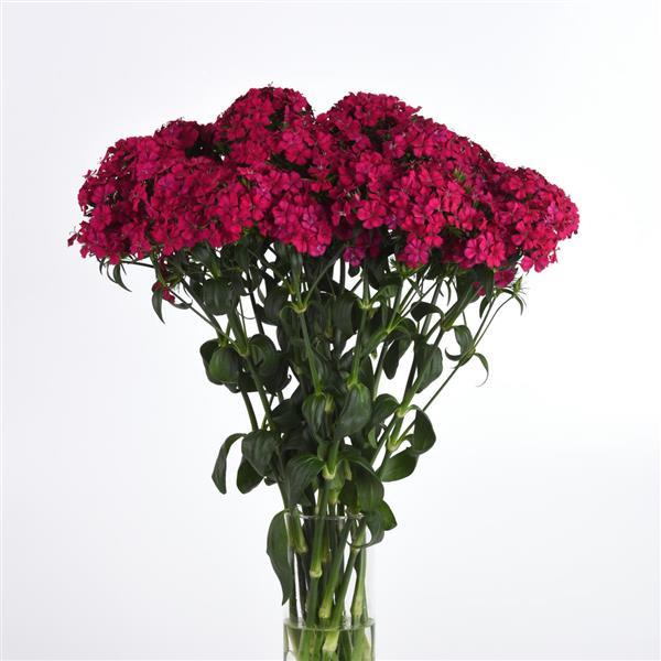 DIANTHUS: AMAZON - NEON CHERRY