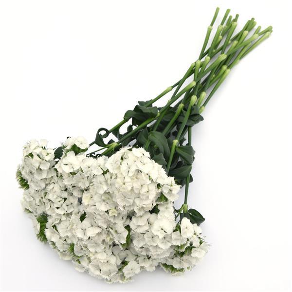 DIANTHUS: SWEET  WHITE