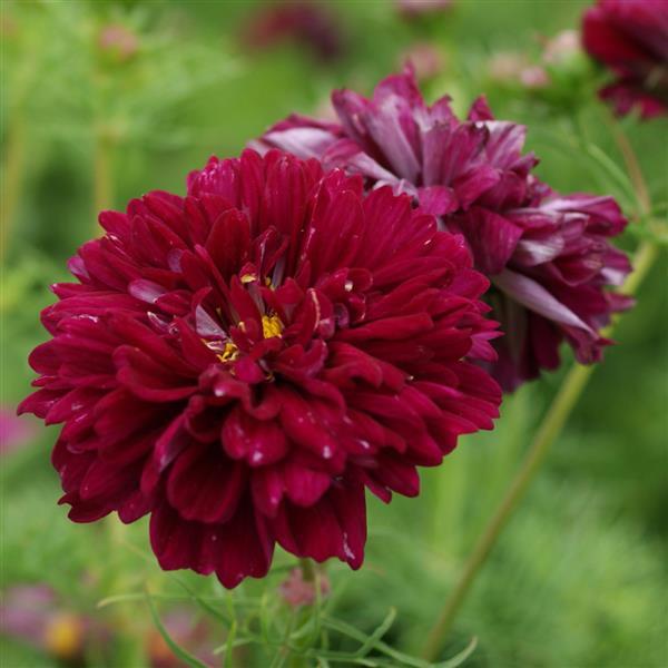 DOUBLE CLICK CRANBERRIES COSMOS