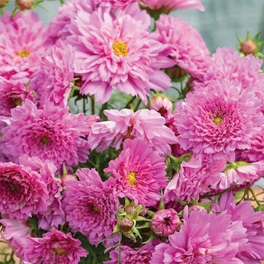 DOUBLE CLICK ROSE BONBON COSMOS