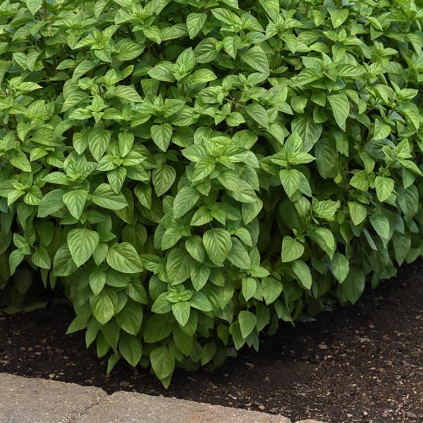 BASIL