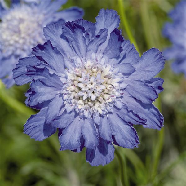 FAMA BLUE SCABIOSA