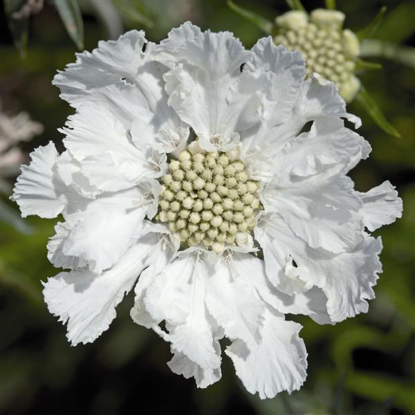 FAMA WHITE SCABIOSA