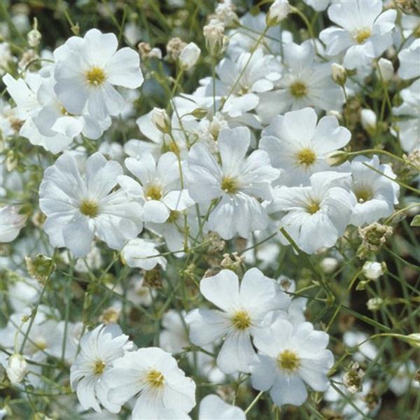 GYPSOPHILA - COVENT WHITE