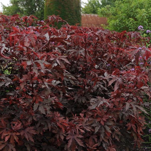 MAHOGANY SPLENDOR HIBISCUS