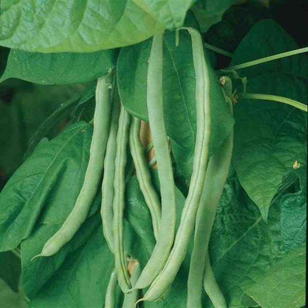 KENTUCKY WONDER POLE BEAN