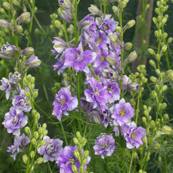 LARKSPUR