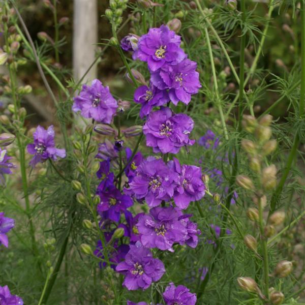 LARKSPUR