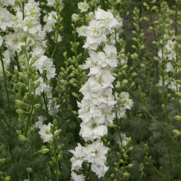 LARKSPUR