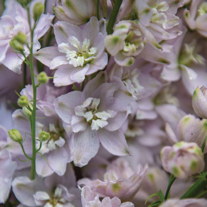 DELPHINIUM - MAGIC FOUNTAIN CHERRY BLOSSOM WHITE BEE